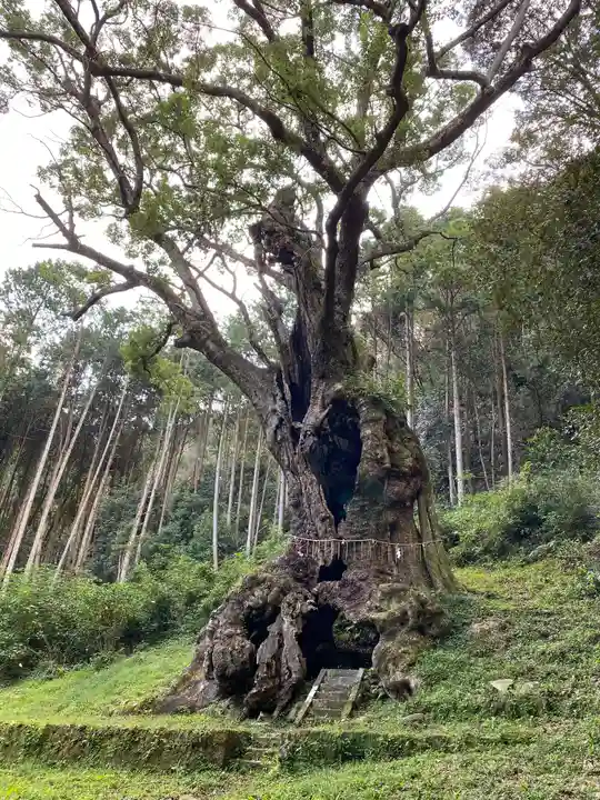 武雄神社の自然