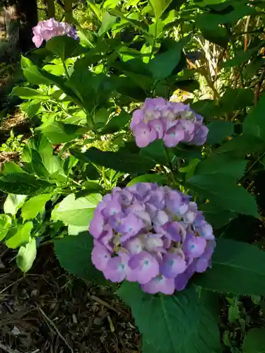 沙沙貴神社の自然