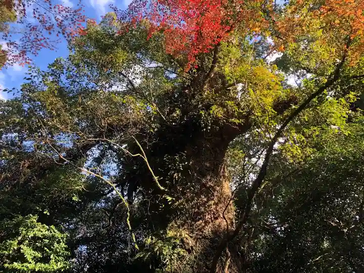 新田神社の自然