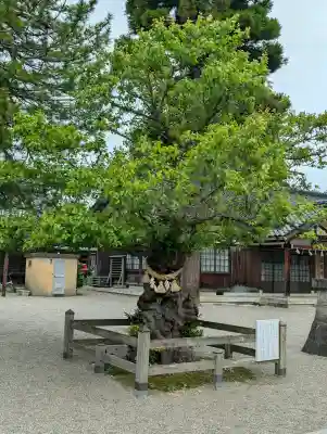 射水神社の{uncategorized: "未分類", other: "その他", undefined: "問題あり", building: "その他建物", grave: "お墓", sacred_gate: "鳥居", guardian: "狛犬", statue: "像", buddha: "仏像", history: "歴史", nature: "自然", garden: "庭園", animal: "動物", pagoda: "塔", temizu: "手水舎", mountain_gate: "山門・神門", sanctuary: "本殿・本堂", subordinate: "末社・摂社", art: "芸術", scenery: "景色", jizo: "地蔵", ema: "絵馬", goshuin: "御朱印", omikuji: "おみくじ", items: "授与品その他", amulet: "お守り", goshuincho: "御朱印帳", eats: "食事", festival: "お祭り", votive_dance: "神楽", shichigosan: "七五三参", wedding: "結婚式", experience: "体験その他", initially: "初詣", around: "周辺", anti_infection: "感染症対策"}