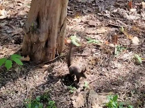 上川神社の動物