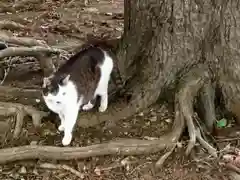 三芳野神社の動物