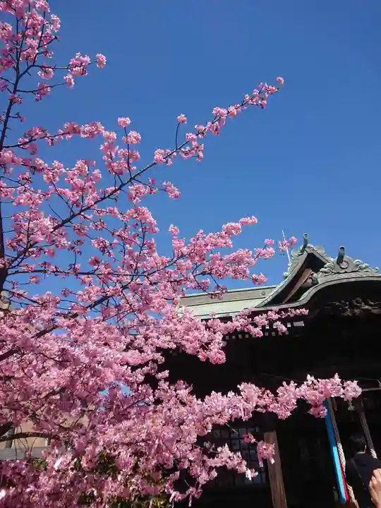 桜神宮(東京都)
