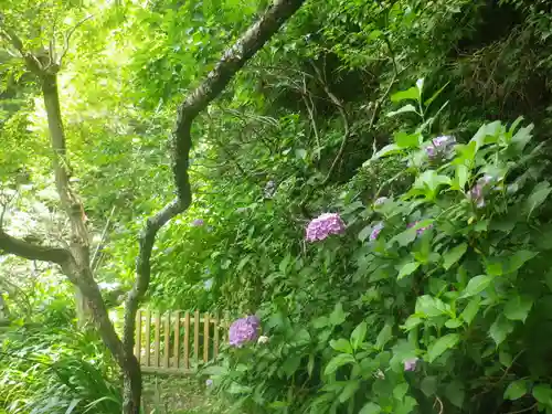 荏柄天神社の自然