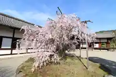 醍醐寺(京都府)