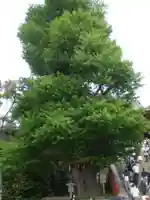 鶴岡八幡宮の自然