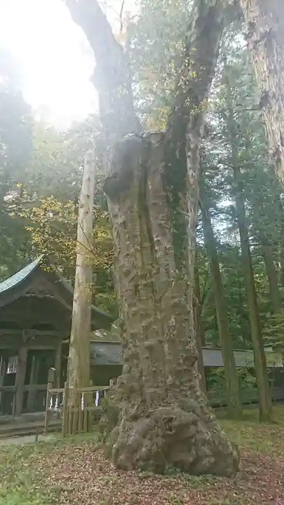 諏訪大社の自然