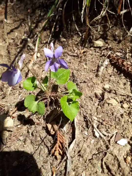 愛宕神社の自然
