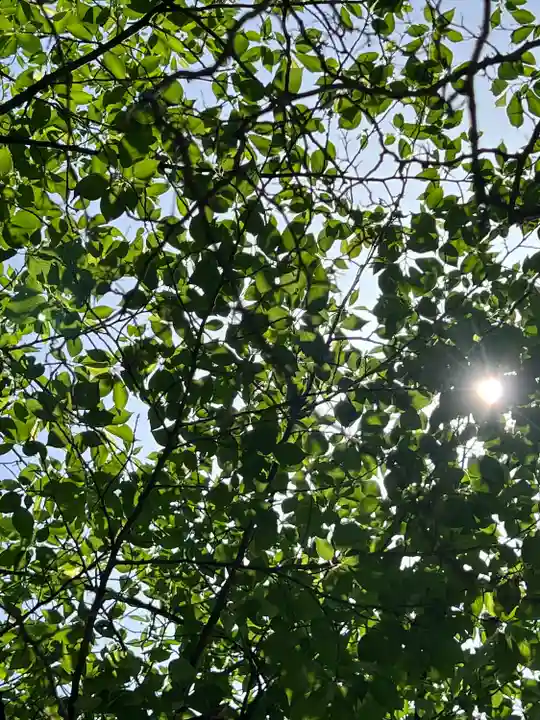 武蔵一宮氷川神社(埼玉県)