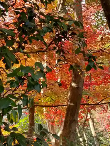 華厳寺（鈴虫寺）の自然