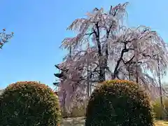 東寺（教王護国寺）の自然