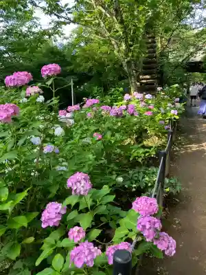 本土寺(千葉県)