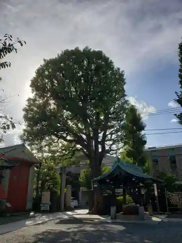 麻布氷川神社の自然