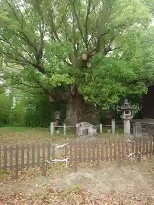 新田白山神社(愛知県)