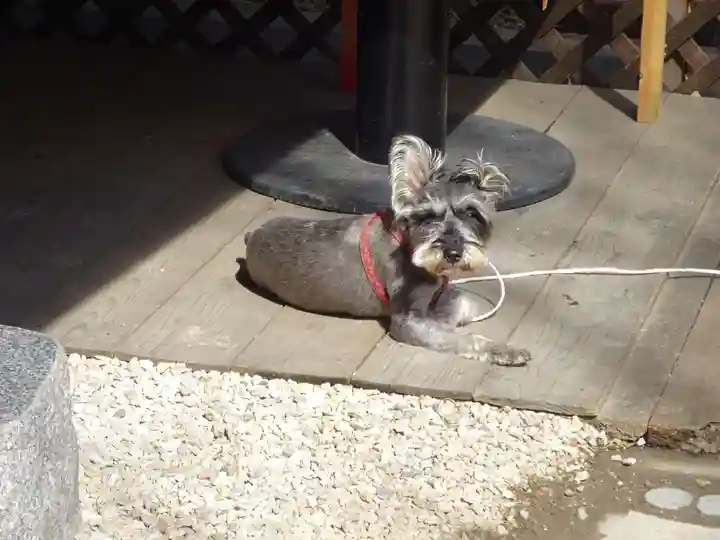 菊名神社の動物