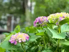 山家神社の自然