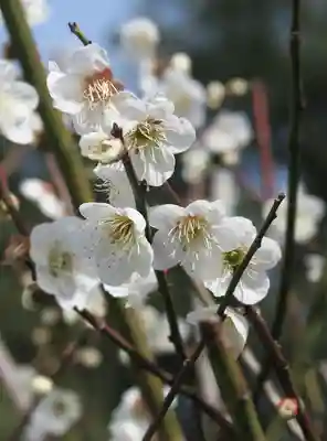 星田妙見宮(大阪府)