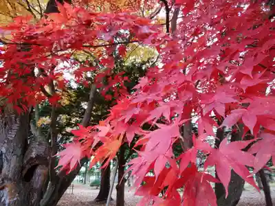 上湧別神社の自然
