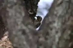 開成山大神宮の動物