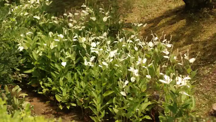 平安神宮(京都府)