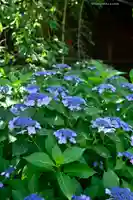 桜神宮(東京都)