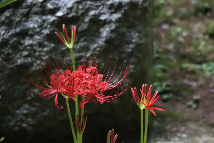国宝 大法寺の自然