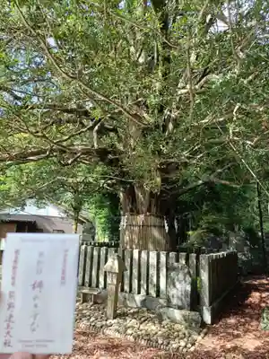 熊野速玉大社の自然