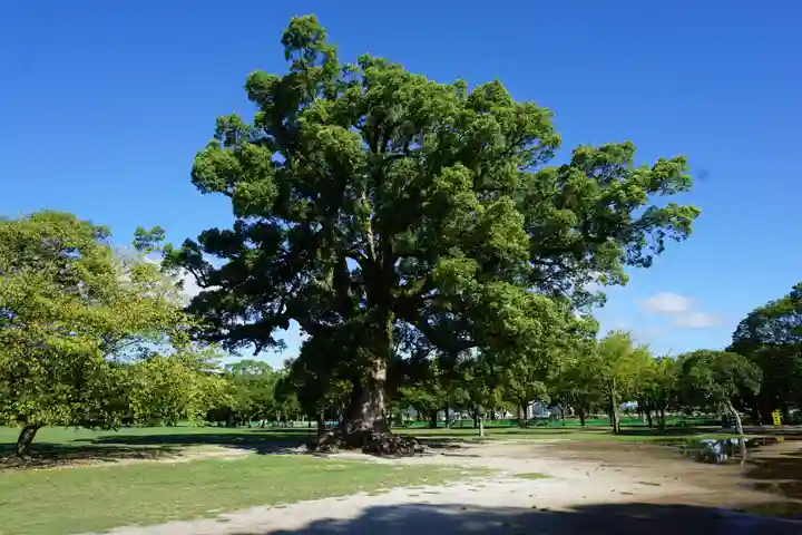 加藤神社の自然