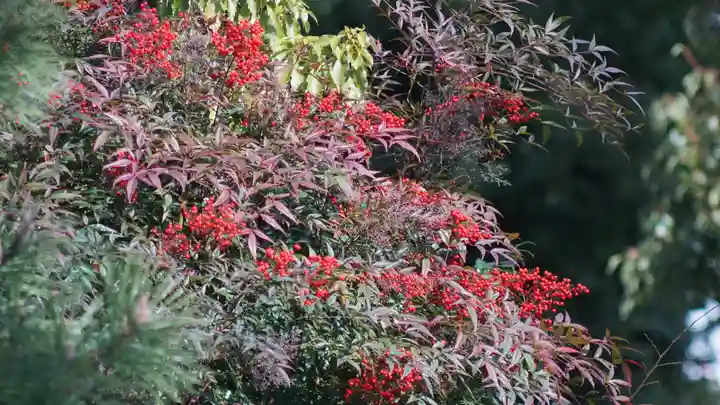御香宮神社の自然