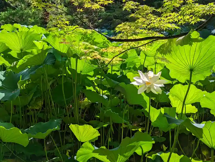 法金剛院(京都府)