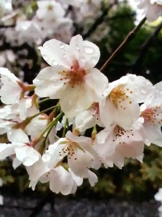 阿佐ヶ谷神明宮(東京都)