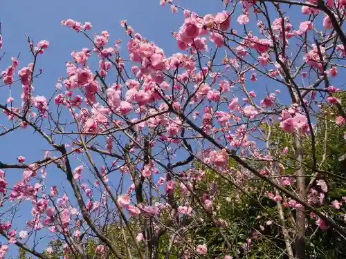 大坊本行寺の自然
