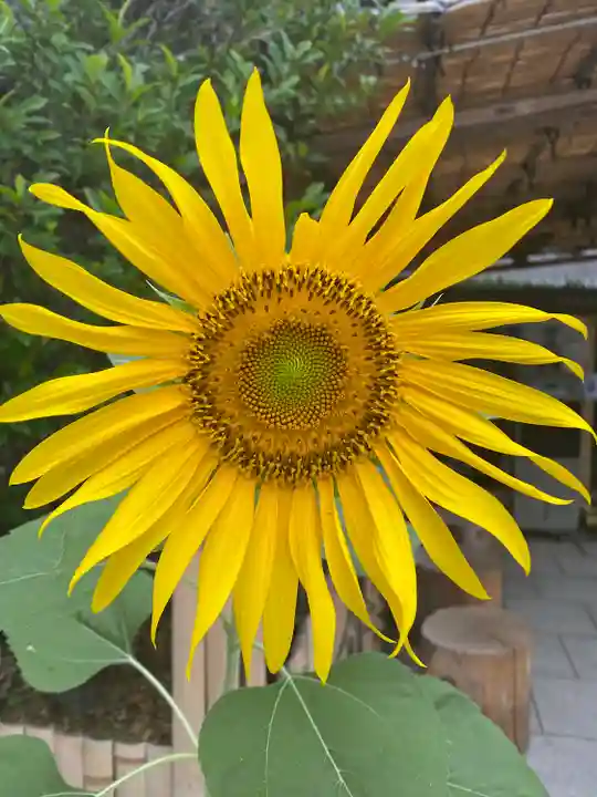 東京大神宮の自然