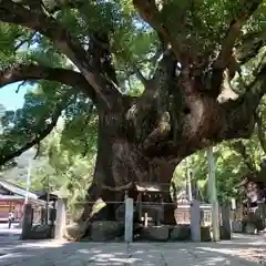 大麻比古神社(徳島県)