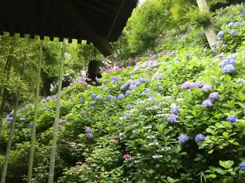 長谷寺(神奈川県)