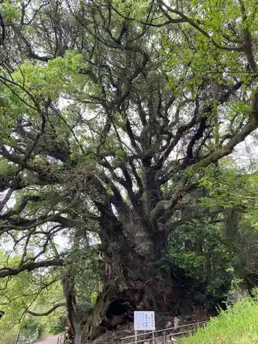 大山祇神社奥の院 生樹の御門(愛媛県)