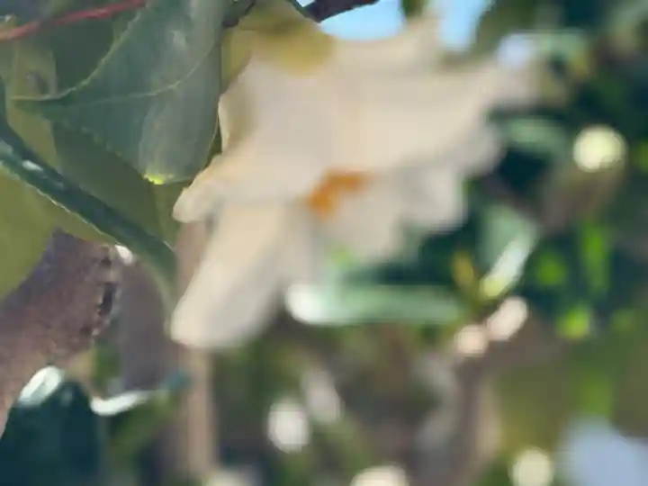 西方山極楽寺(岐阜県)