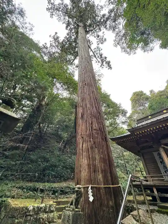 八幡宮來宮神社(静岡県)