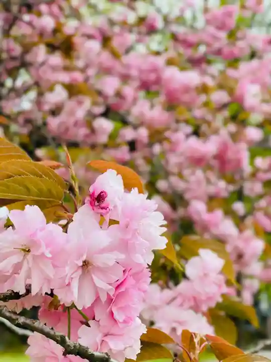 守りの神 藤基神社の庭園