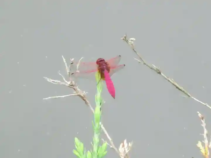 屋久島大社の動物