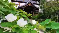 妙蓮寺の庭園
