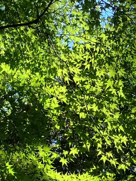 賀茂御祖神社(下鴨神社)(京都府)