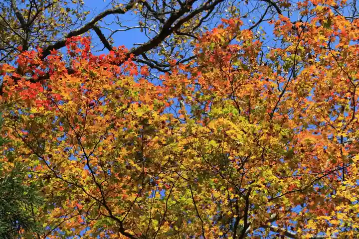 隠津島神社の自然