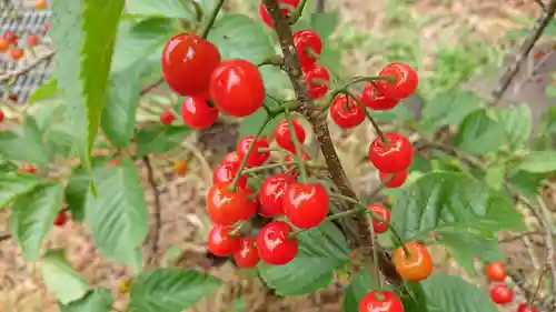 金刀比羅神社（琴平神社）の自然
