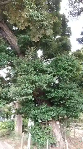 九重神社の自然