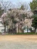 手筒花火発祥の地 吉田神社の自然