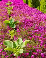 寿量山 速成寺の自然