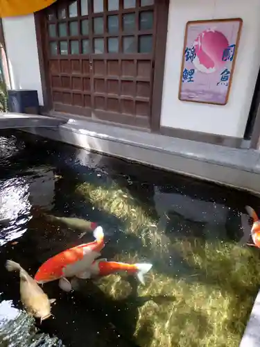 大聖観音寺（あびこ観音）の動物