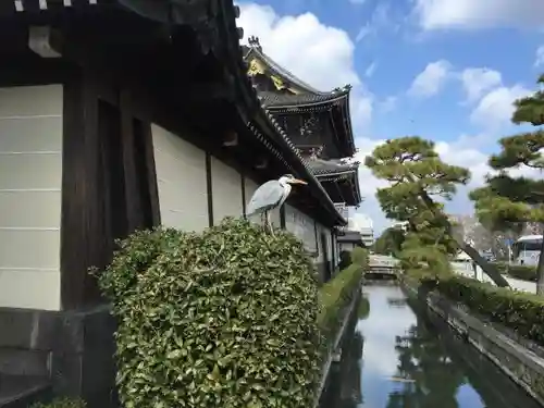 東本願寺（真宗本廟）の動物