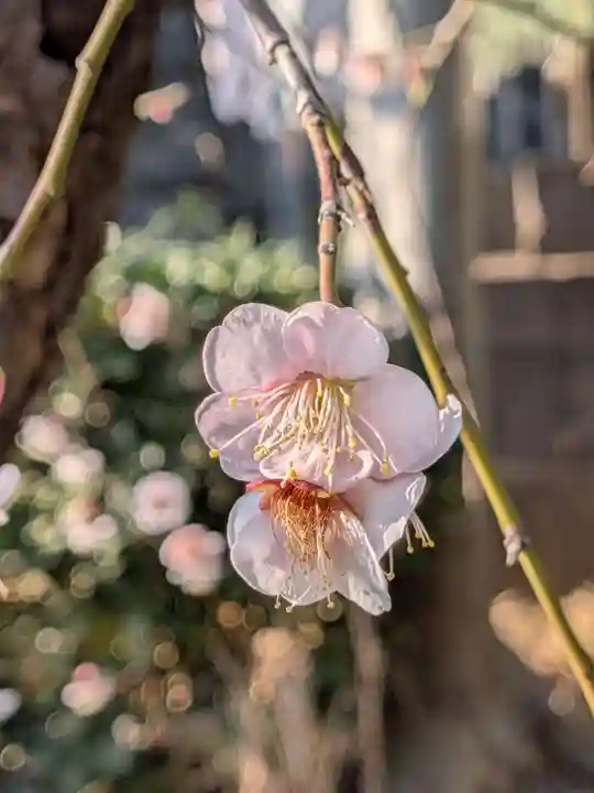 瑞円寺(東京都)